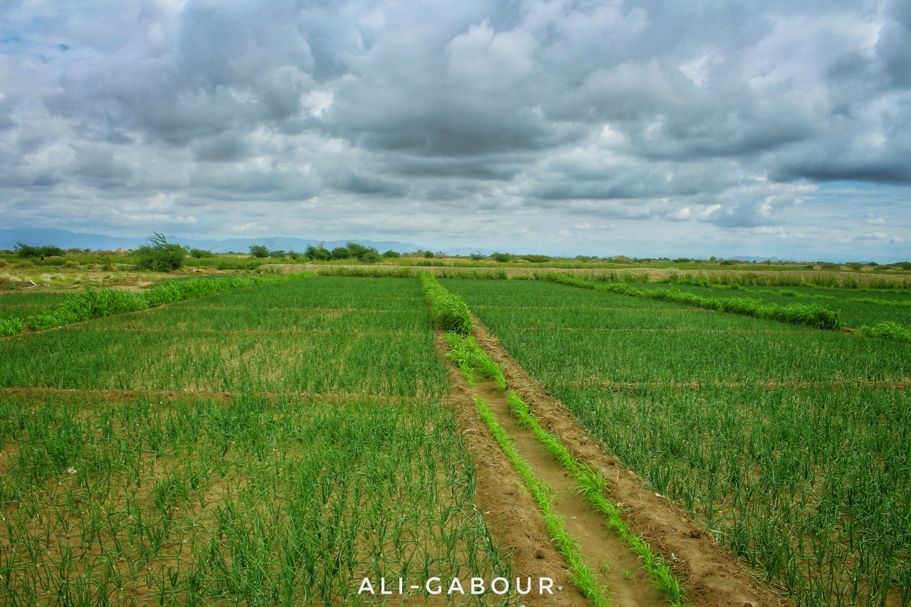 مزارع البصل – منطقة الرمة – المخا