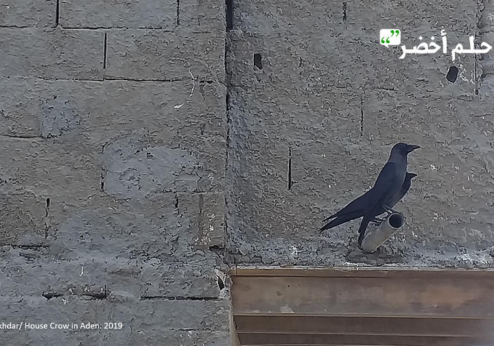 الغراب الهندي.. مستعمر يهدد بيئة عدن